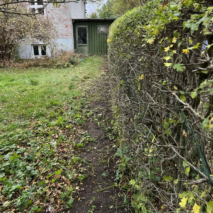 Hæk ved huset efter beskæring af siden