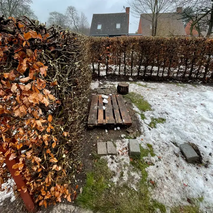 Bøgehæk beskåret om vinteren med sne i haven